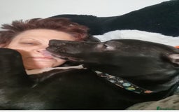 Mixed Breed dogs for sale:  lurcher pocket bully cross  - Image 3