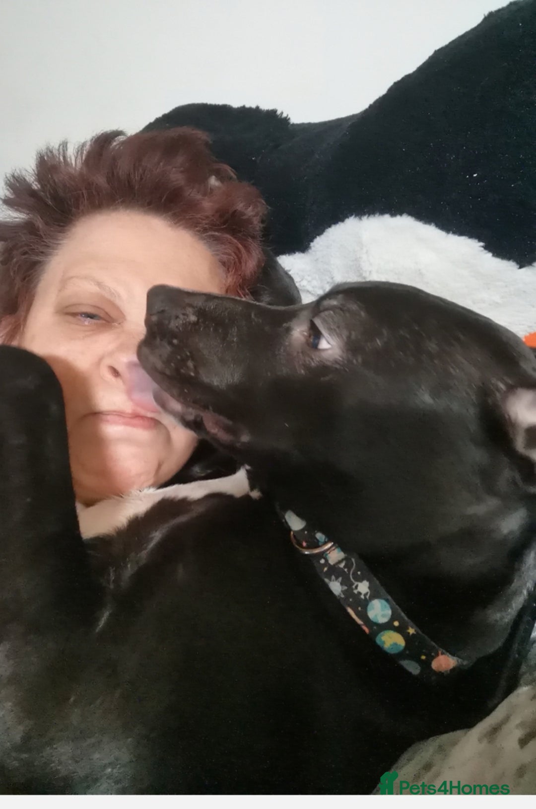 Mixed Breed dogs for sale:  lurcher pocket bully cross  - Image 3