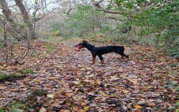 Dobermann dogs for sale: 2 Yr Old European Import Female Doberman  - Image 6