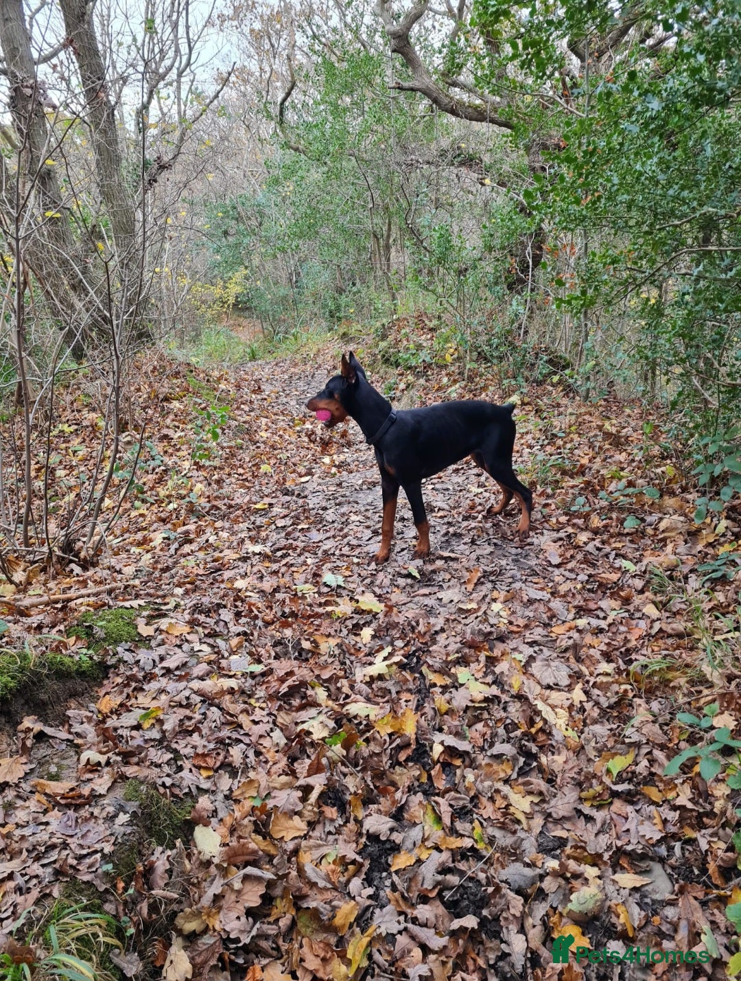 Dobermann dogs for sale: 2 Yr Old European Import Female Doberman  - Image 6