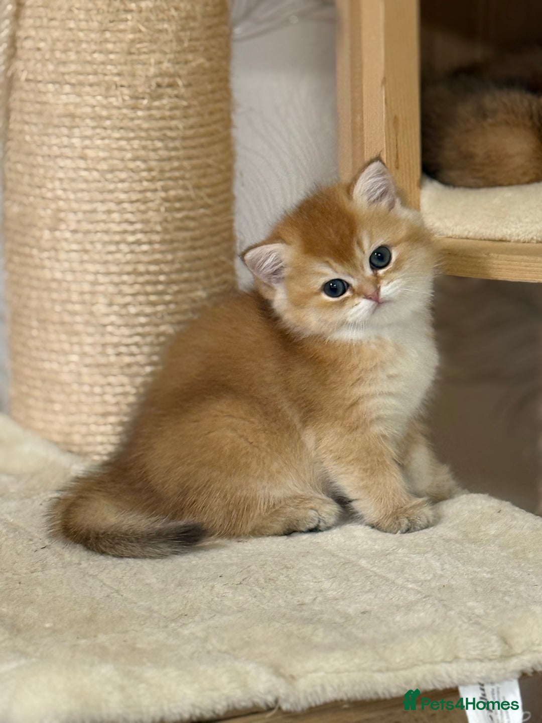 British Shorthair cats for sale: ✨ Golden BSH girls Looking for Loving Homes ✨ - Advert 13