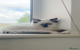 Ragdoll cats for sale: Last lovely ragdoll girl is waiting for U - Image 10