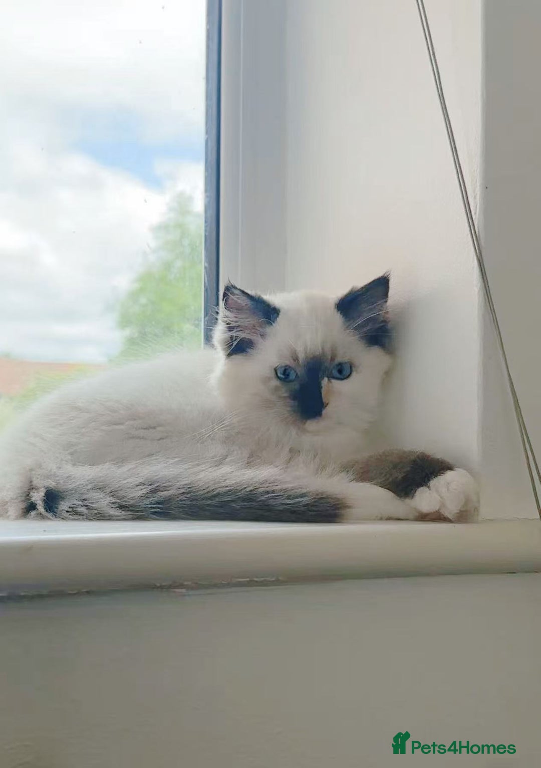 Ragdoll cats for sale: Last lovely ragdoll girl is waiting for U - Image 10