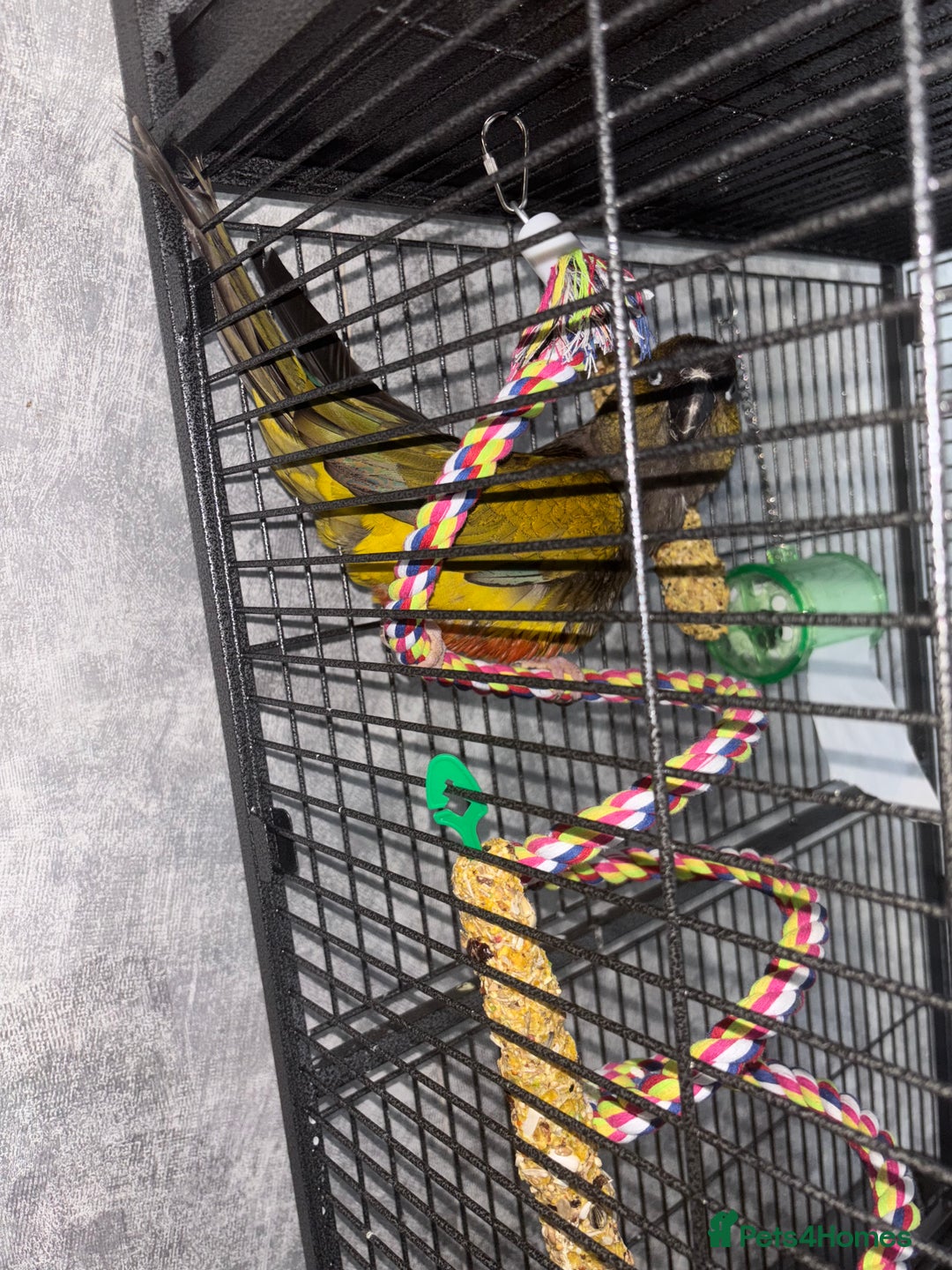 Conures birds for sale: Beautiful baby Patagonian conure - Image 8