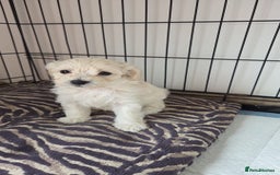 Maltipoo dogs for sale: Maltipoo Puppies  - Image 1