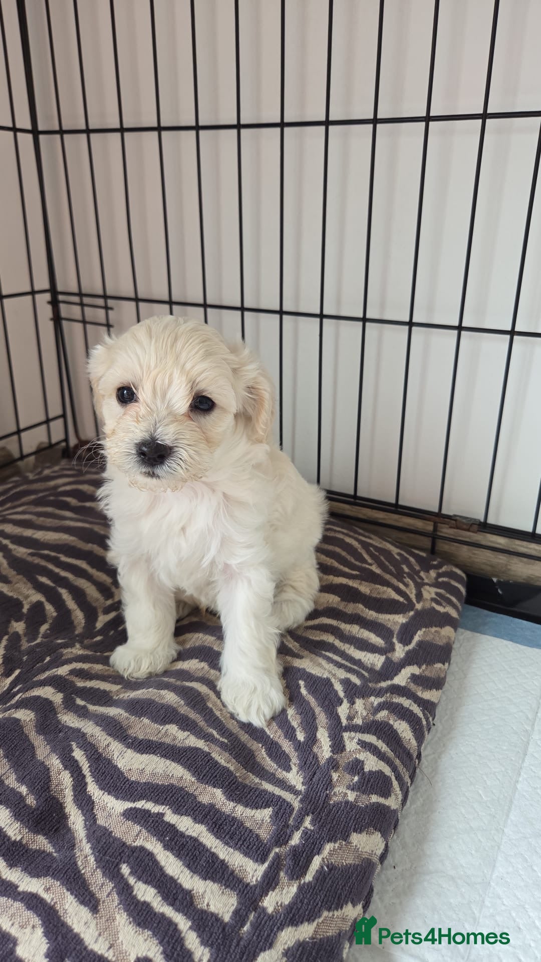 Maltipoo dogs for sale: Maltipoo Puppies  - Image 1