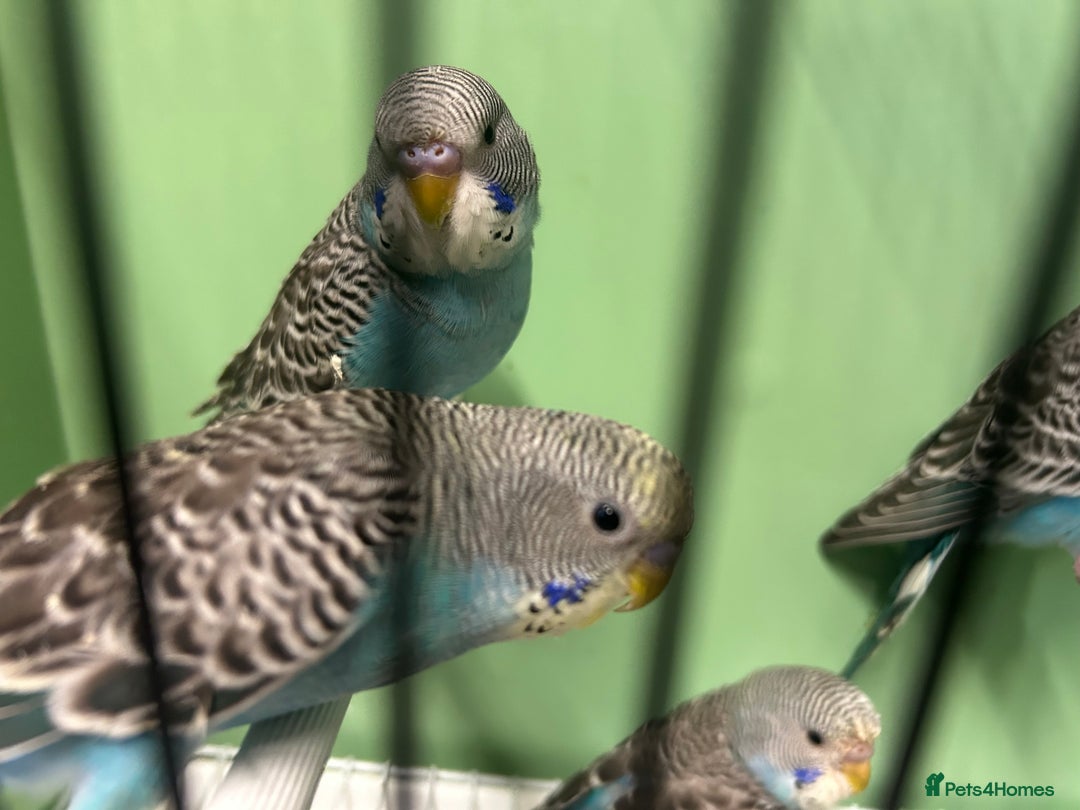 Budgerigars birds for sale: Budgies for sale, all in good health - Advert 8