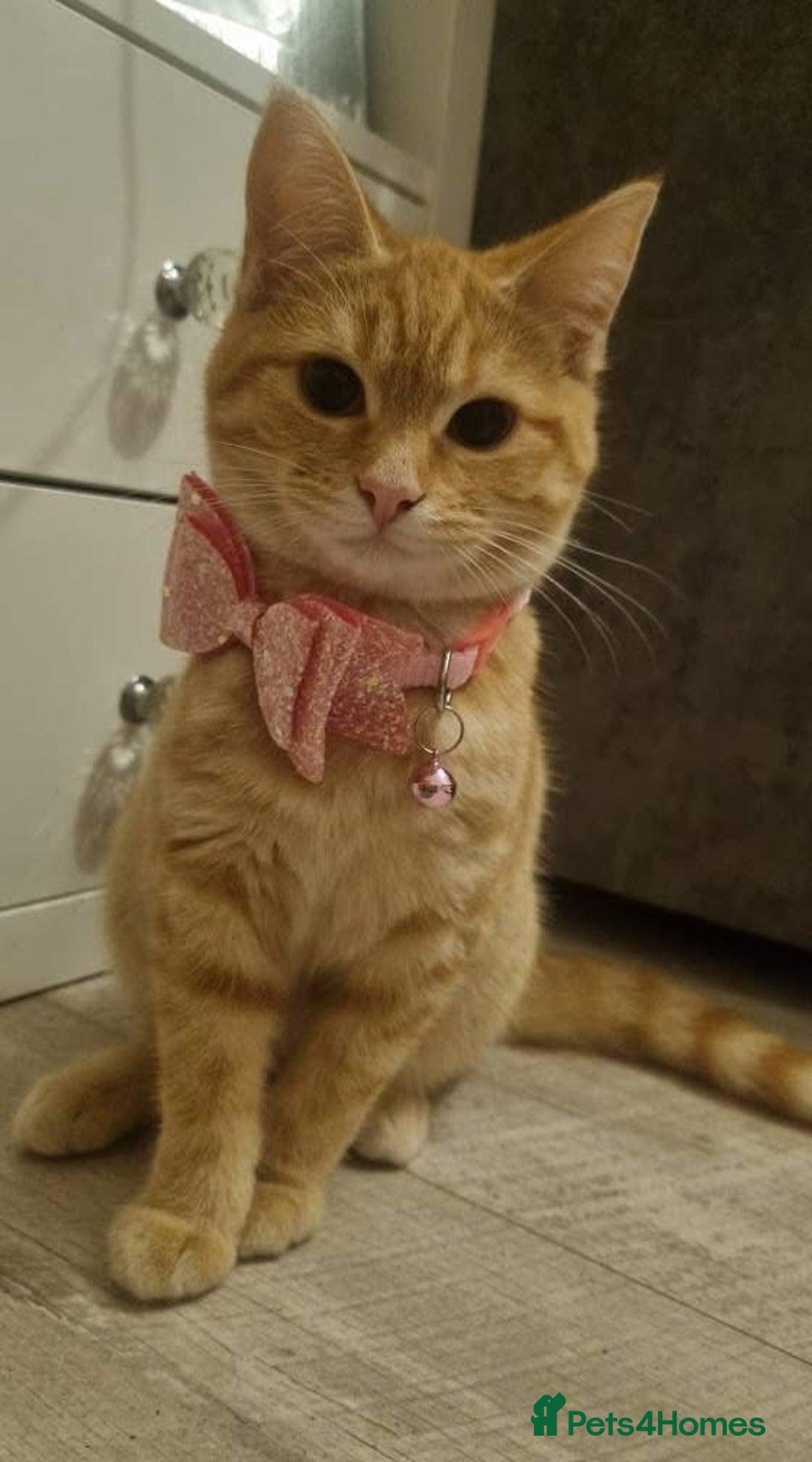 Domestic Shorthair cats for sale: Ginger female cat  - Advert 1