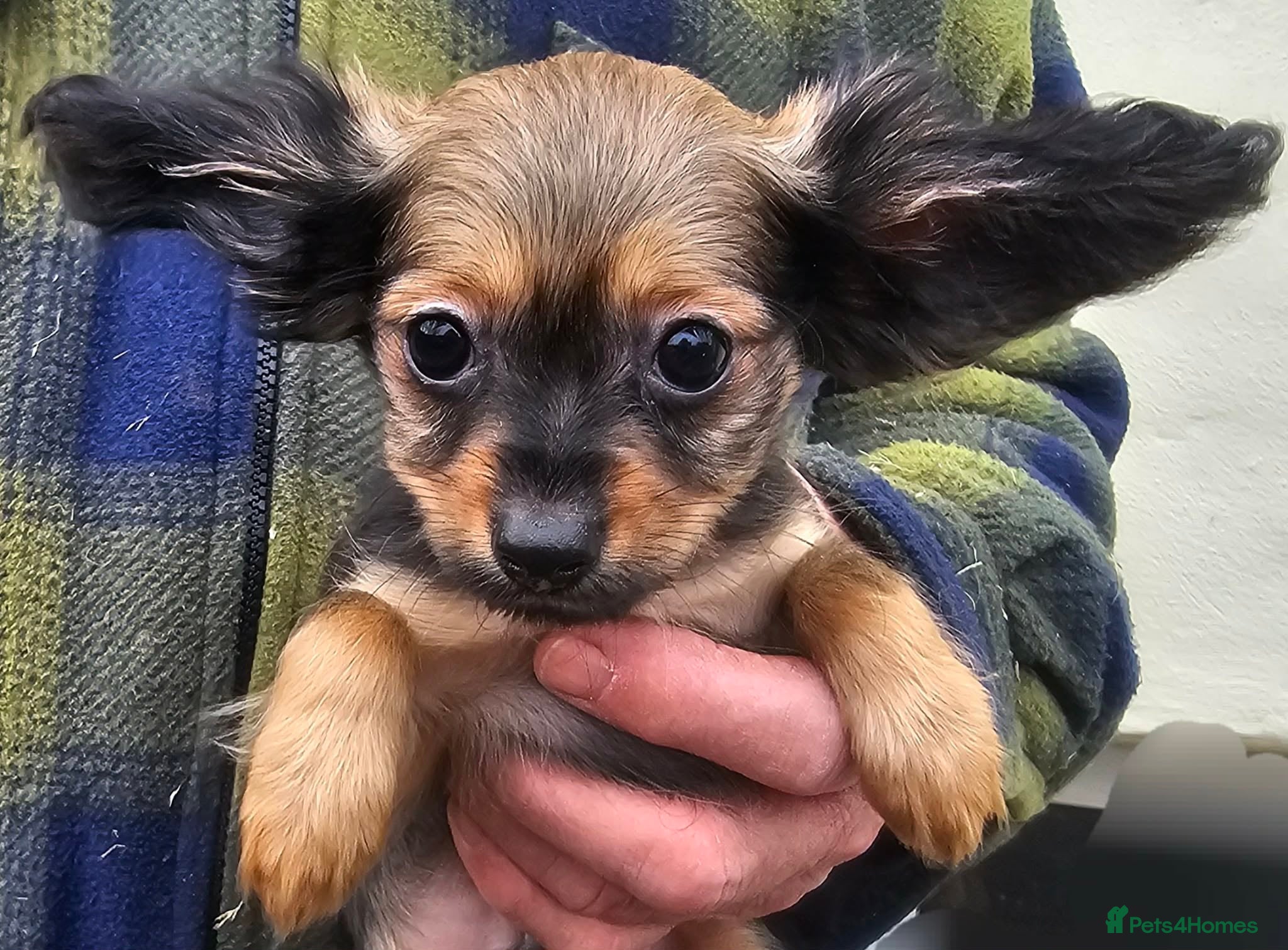 Russian Toy Terrier dogs Stunning little boy pup available  - Advert 2