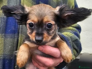 Russian Toy Terrier dogs Stunning little boy pup available - Advert 2