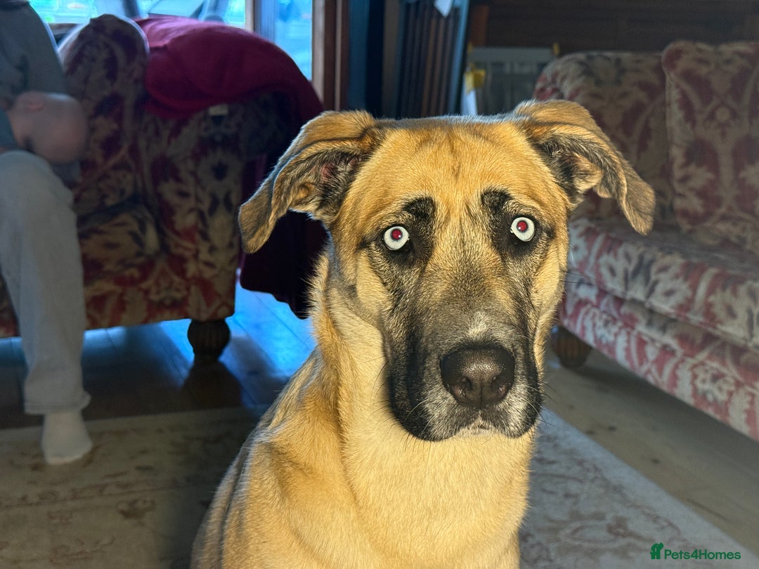 Shepsky dogs for sale: Beautiful Bitch for adoption we don’t want money - Image 12