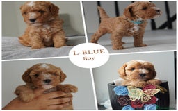 Cavapoo dogs for sale: Final girl toy Cavapoo remaining 🐶 🐾 - Image 10