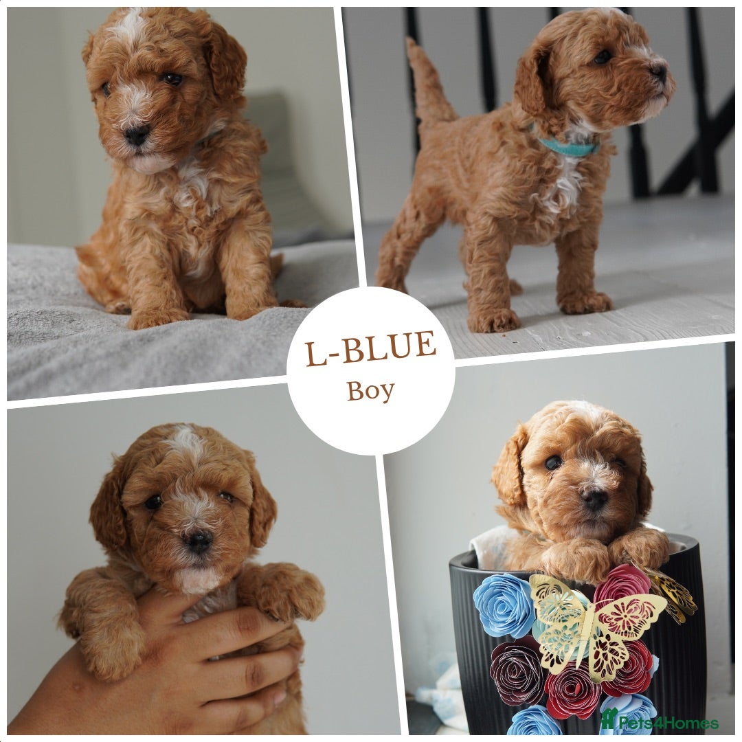 Cavapoo dogs for sale: Final girl toy Cavapoo remaining 🐶 🐾 - Image 10