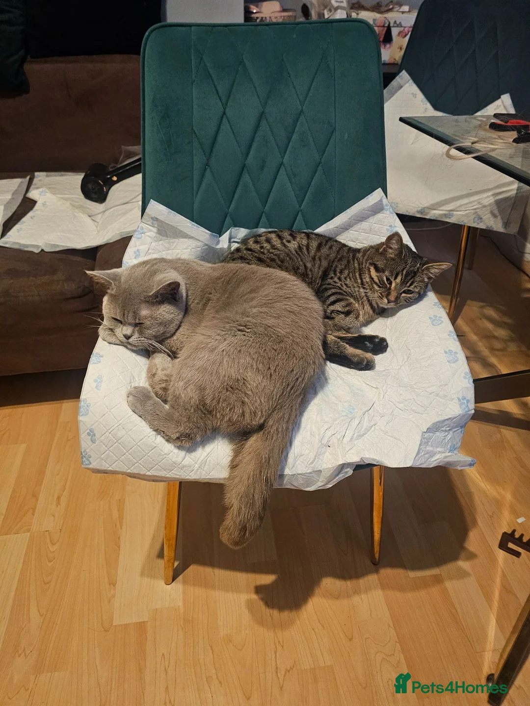 Mixed Breed cats for sale: Lilac british shorthairxTabby American wire  cross in Doncaster - Advert 2