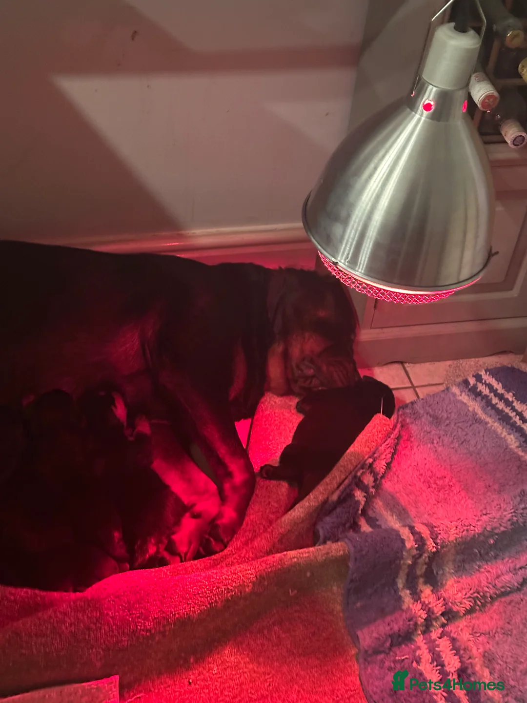 Rottweiler dogs for sale: Beautiful Rottweiler puppies  - Advert 12