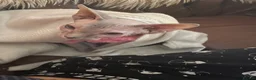 Sphynx cats for sale: Special person wanted for loving girl sphynx  - Advert 7