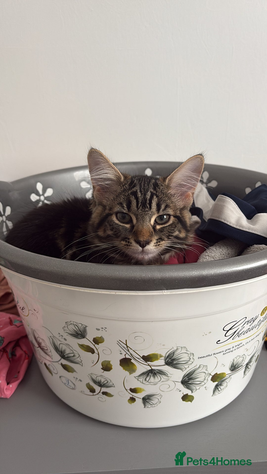 Domestic Shorthair cats for sale: kittens for sale❤️ - Image 10