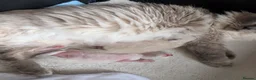 Ragdoll cats for sale: Beautiful bluepoint ragdoll kittens  - Advert 8