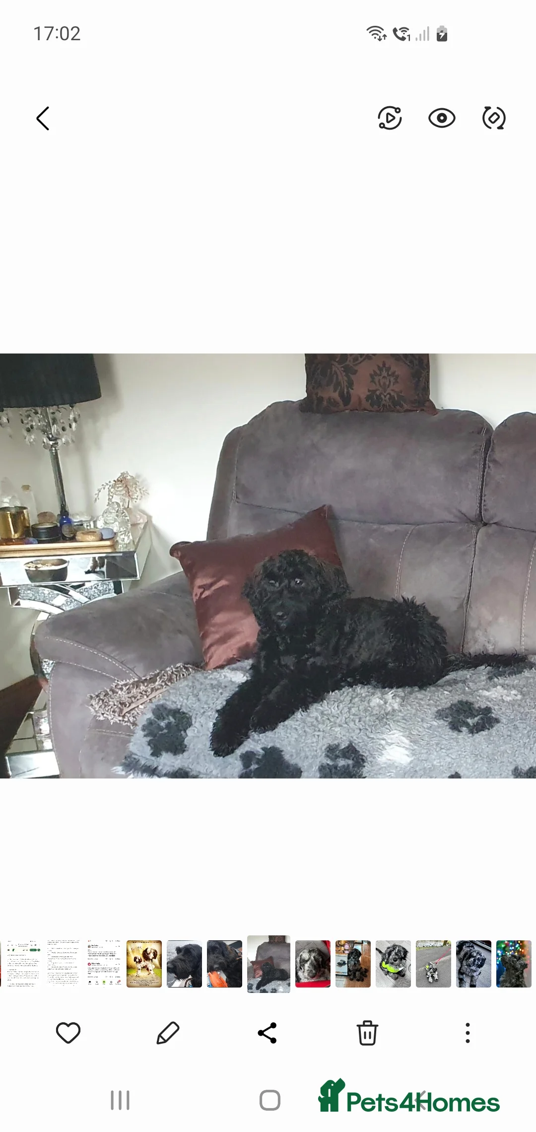 Mixed Breed dogs for sale: STUNNING RARE COLOURS F1B GOLDENDOODLE LITTER - Advert 16