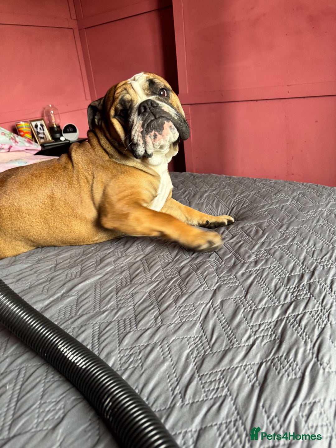 English Bulldog dogs for sale: English Bulldog Needs new Home  - Image 2