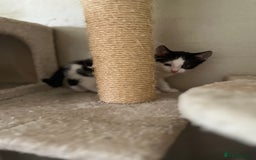 Mixed Breed cats for sale: Scottish fold cross for sale  - Image 4