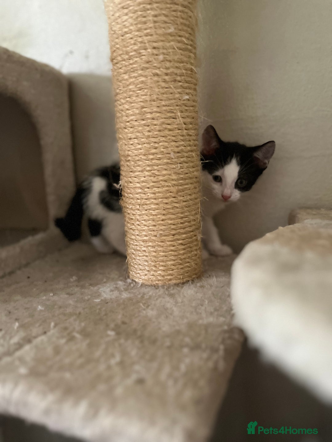 Mixed Breed cats for sale: Scottish fold cross for sale  - Image 4