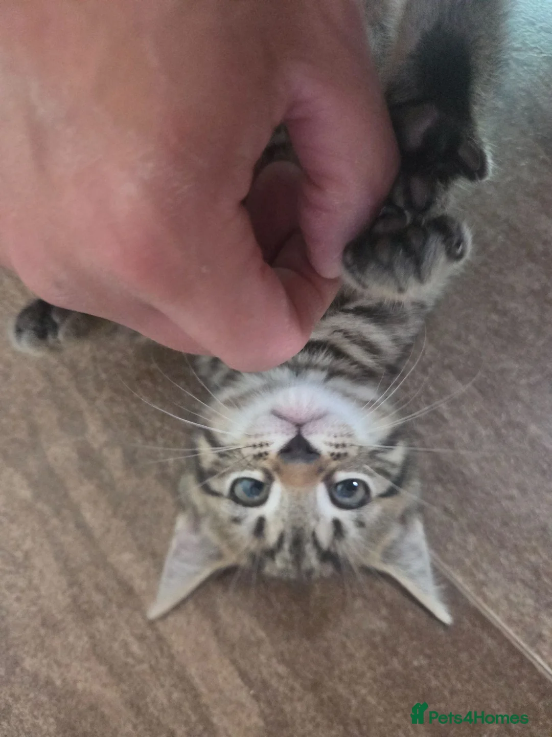 Mixed Breed cats for sale: Kittens for sale blackpool  - Advert 2