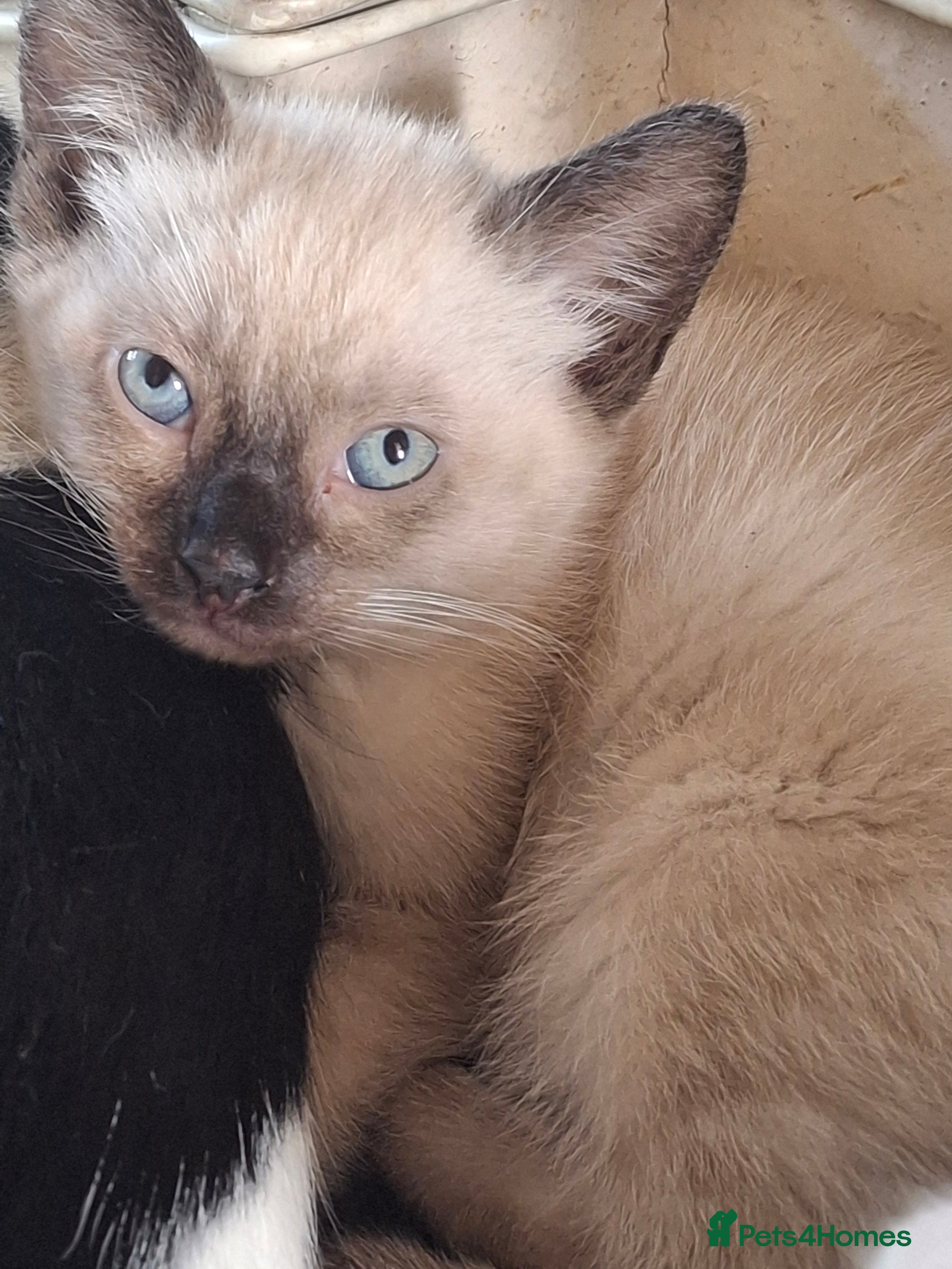 Mixed Breed cats Three Adorable Kittens Looking for Loving Homes - Advert 2