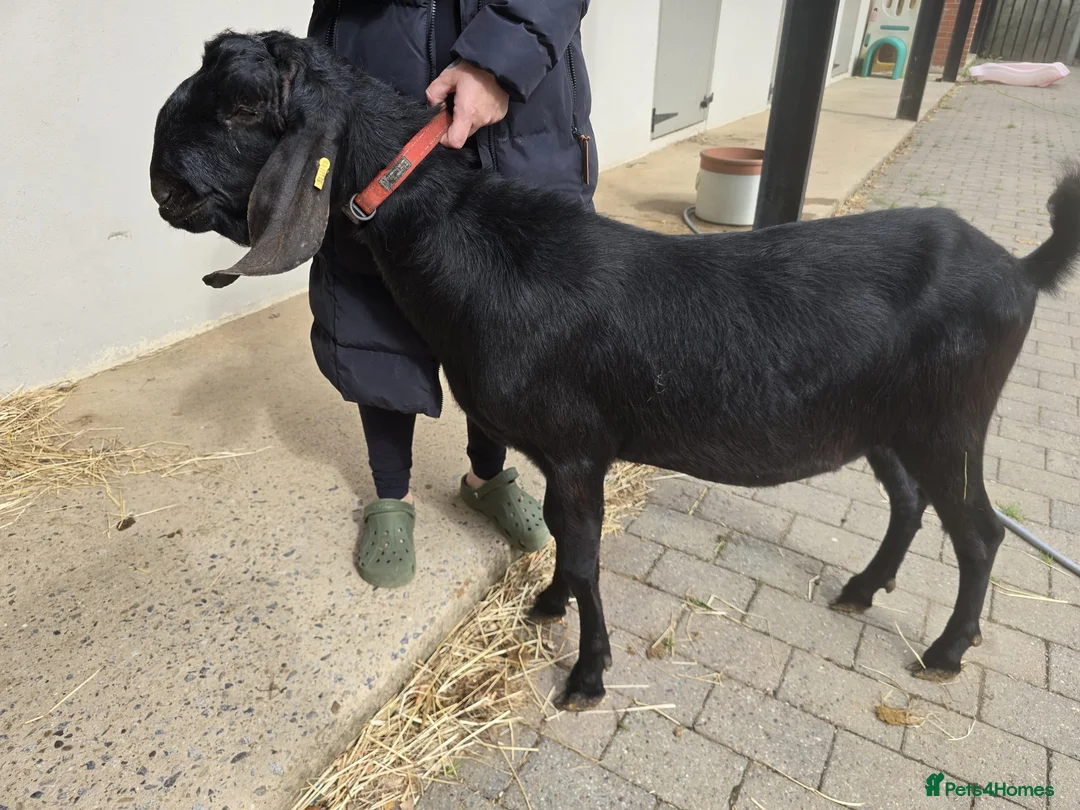 Goats livestock for sale: 2 anglo nubian billies - Advert 1