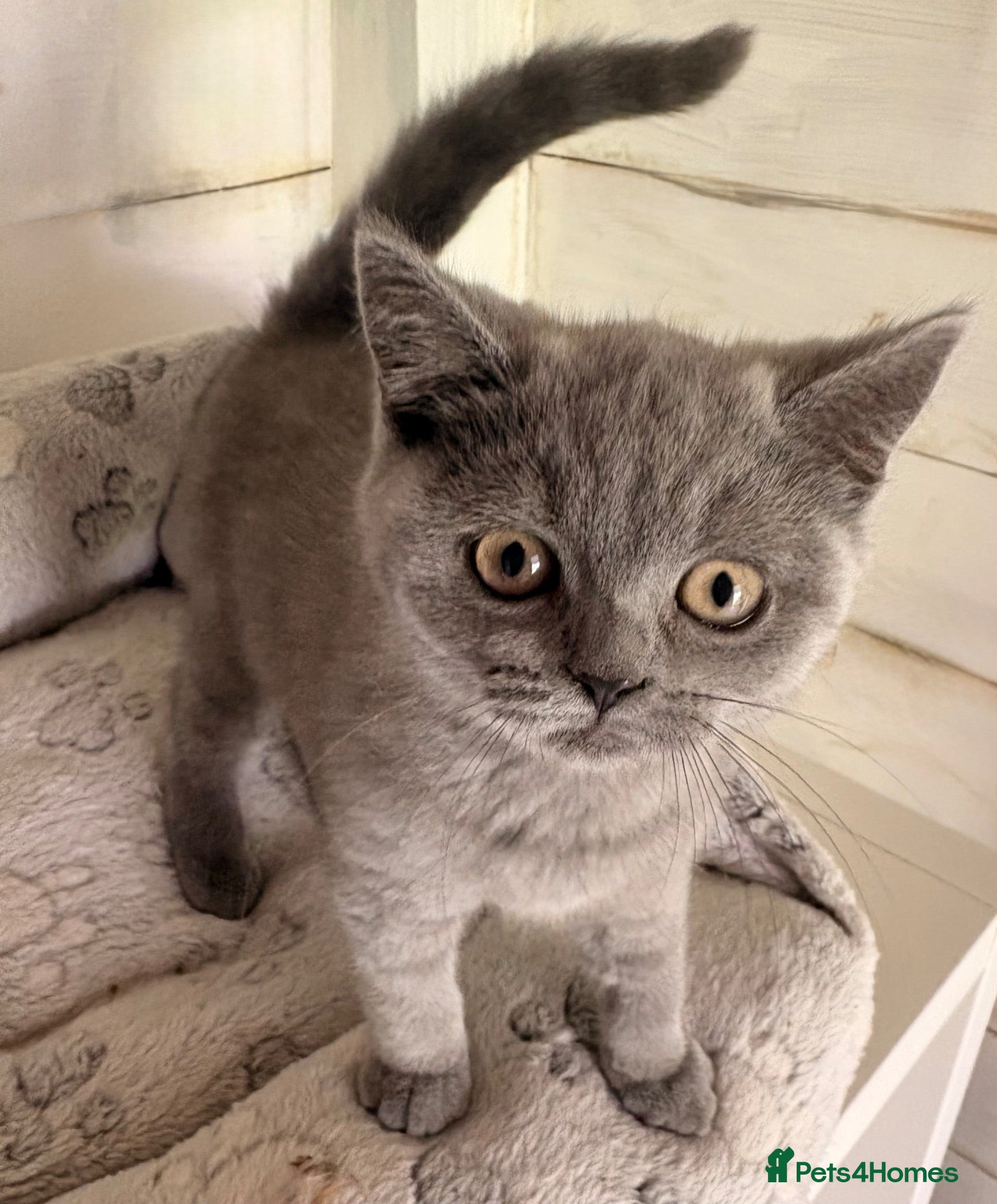 British Shorthair cats READY NOW* TICA reg. British shorthair kittens - Advert 2