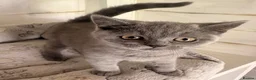British Shorthair cats for sale: READY NOW* TICA reg. British shorthair kittens - Advert 3