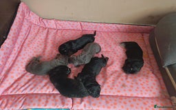 German Shepherd dogs for sale: German Shepherd puppies - Image 4