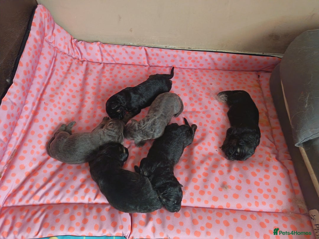 German Shepherd dogs for sale: German Shepherd puppies - Image 4