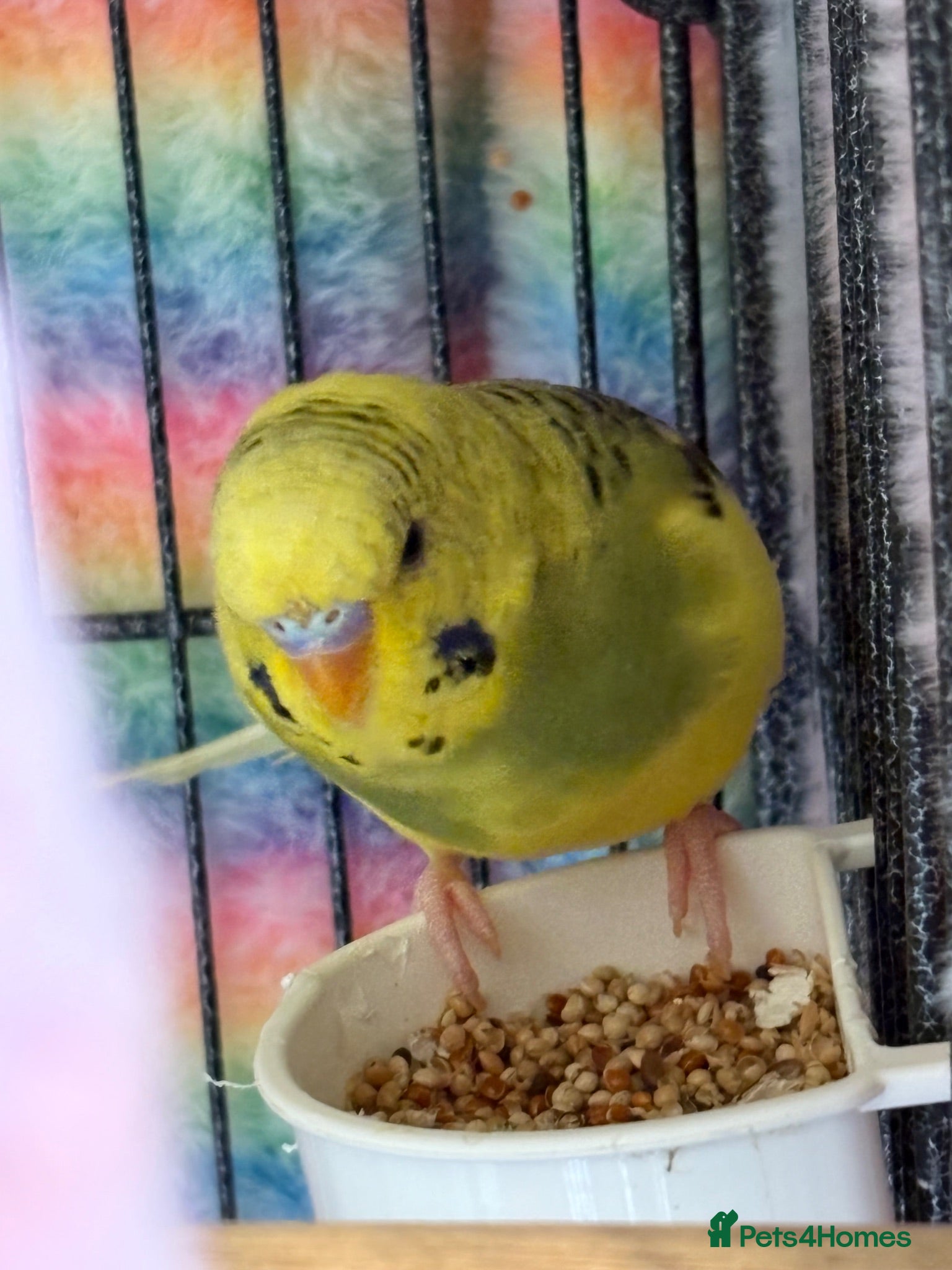 Budgerigars birds Mixed Budgies’s for sale - Advert 2