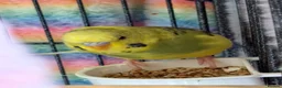 Budgerigars birds for sale: Mixed Budgies’s for sale - Advert 2