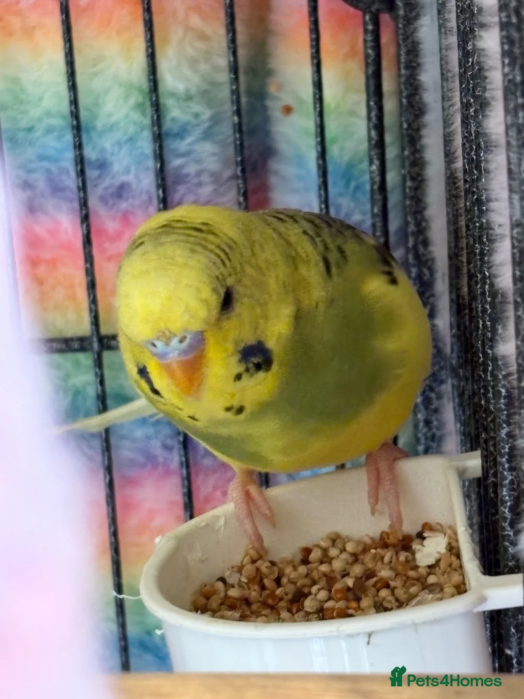 Budgerigars birds for sale: Mixed Budgies’s for sale - Advert 2