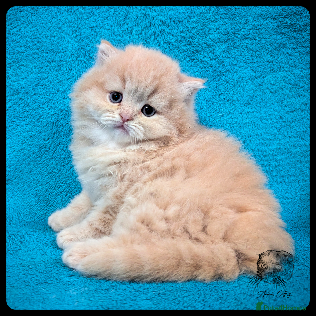 Scottish Fold cats for sale: TICA Registered Scottish kittens - Advert 6