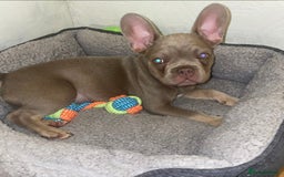 French Bulldog dogs for stud: Rare New Shade Isabella French Bulldog - STUD - Image 9