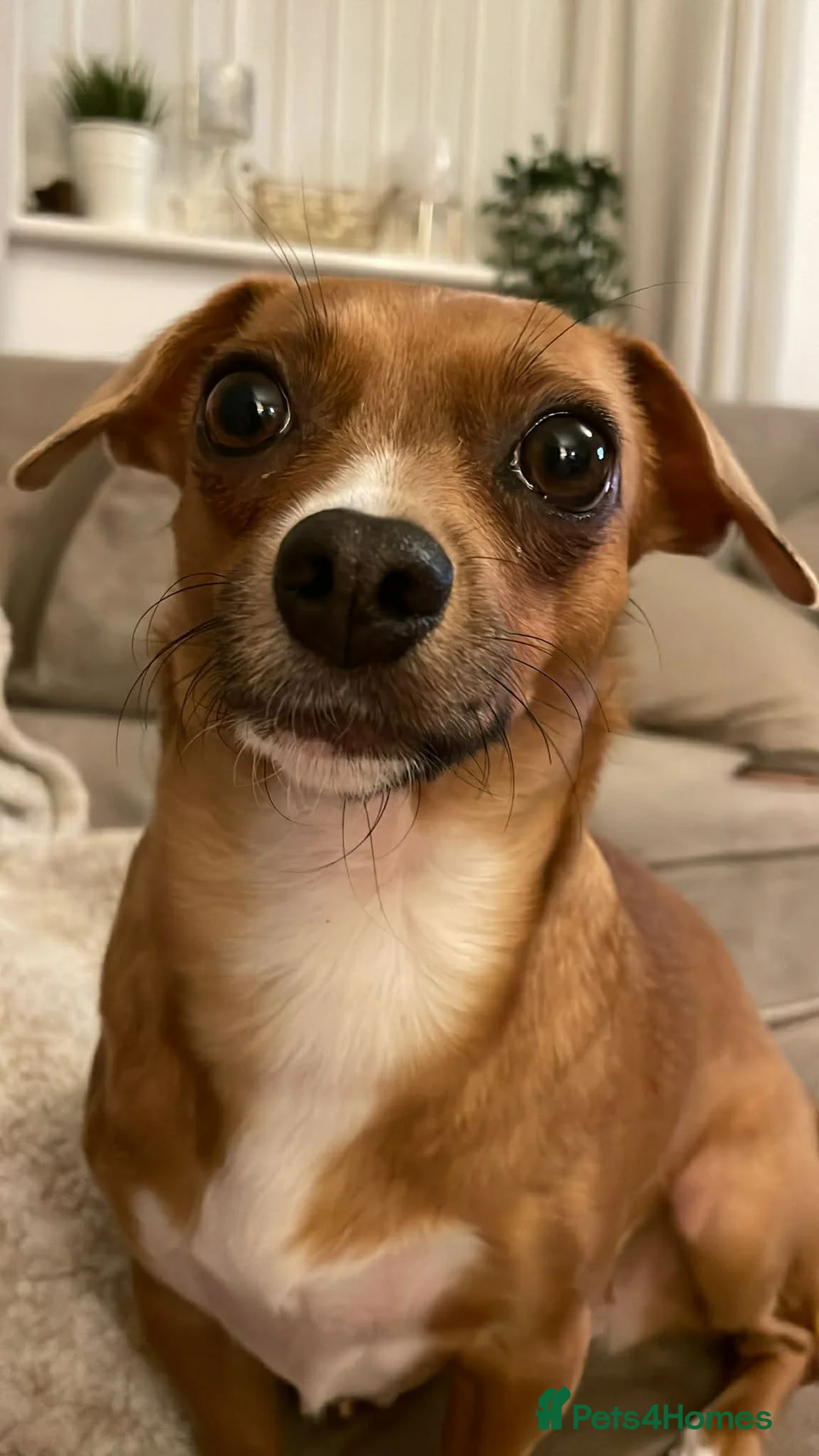 Jack Chi dogs for sale: Skye  - Advert 2