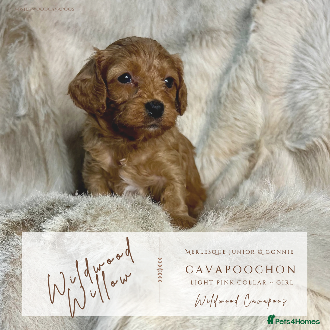 Cavapoochon dogs for sale: 5 ⭐️ LICENSED BREEDER HEALTH TESTED CAVAPOOCHONS - Advert 4