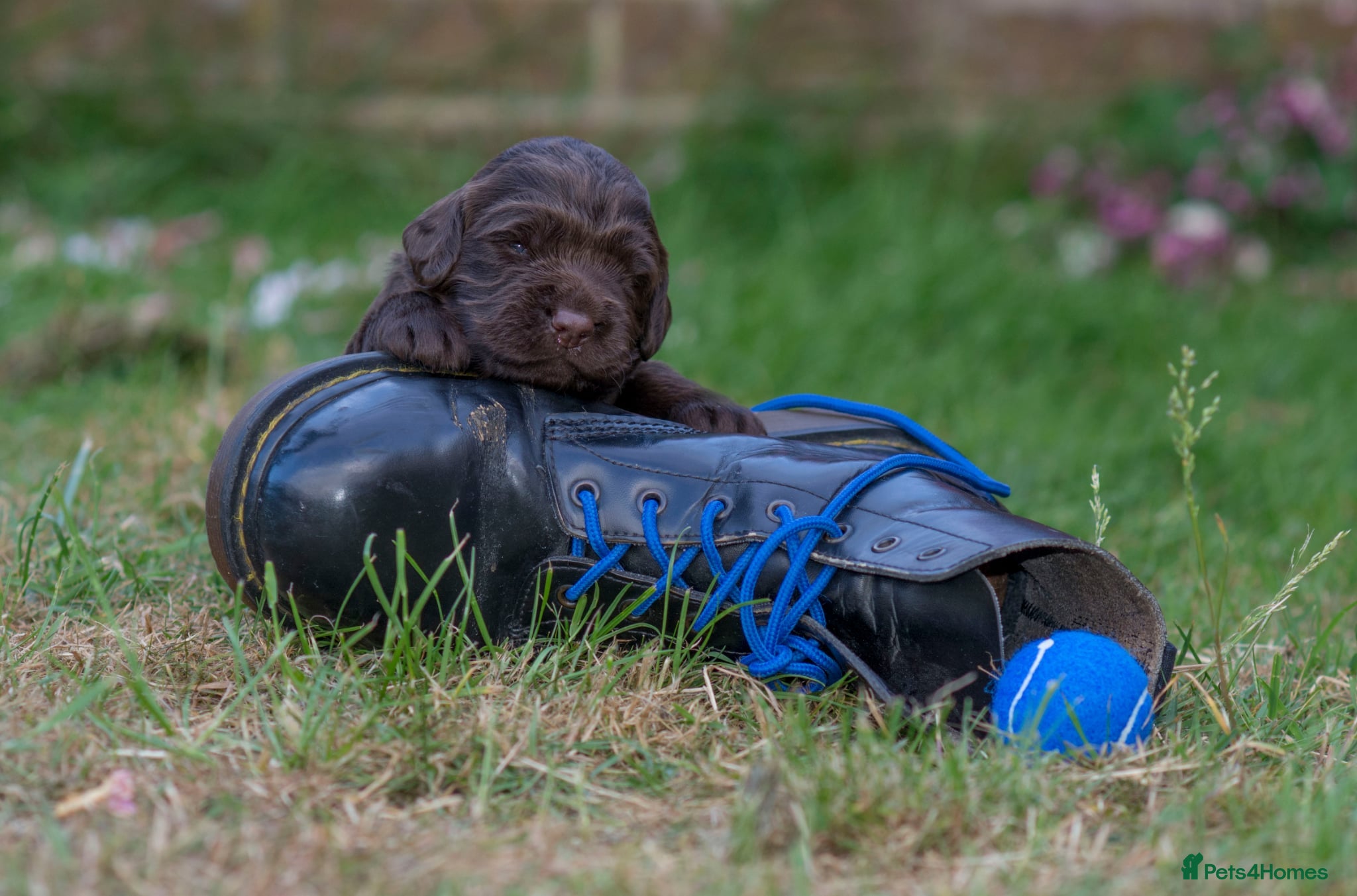 Sprocker dogs for sale: Sprocker puppies in Scunthorpe - Advert 11