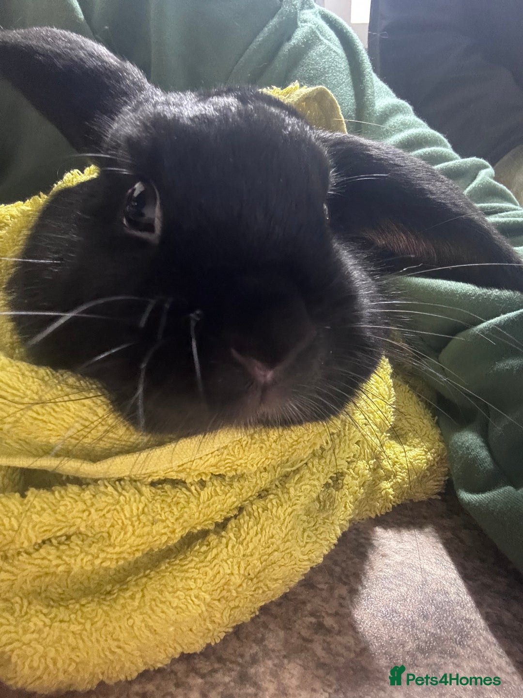 Dwarf Lop rabbits for sale: Bonded, Neutered, brother and sister dwarf lop  - Advert 7