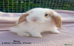 Mini Lop rabbits for sale: Mini lop bunnies  - Image 17