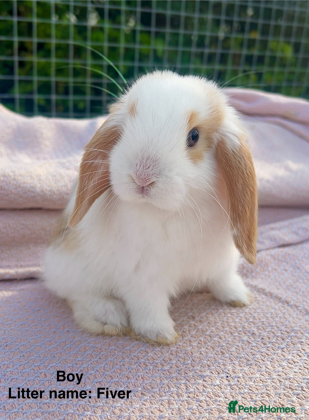 Mini Lop rabbits for sale: Mini lop bunnies  - Image 17