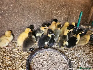 Ducks poultry Cayuga and Runner duck hatching eggs and ducklings - Advert 1