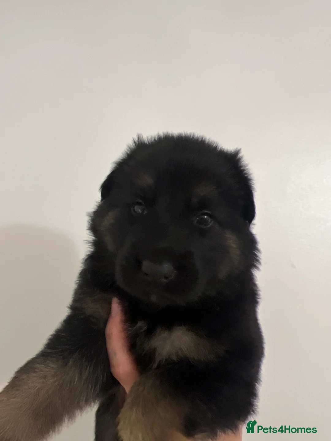 German Shepherd dogs for sale: 7 stunning German Shepard puppies for sale  - Advert 2