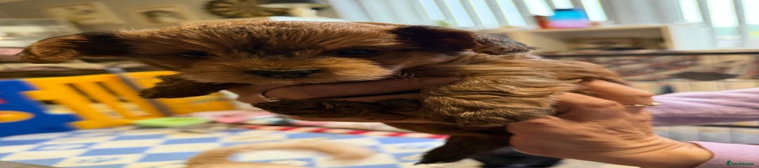 Yorkiepoo Puppy 1
