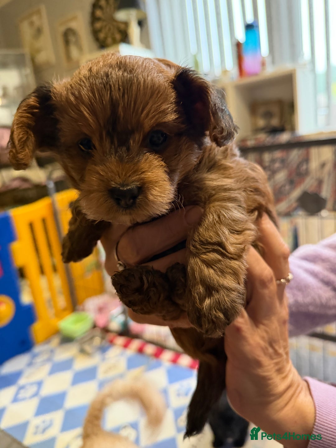 Yorkiepoo dogs for sale: Yorkiepoo puppies for sale. - Image 2