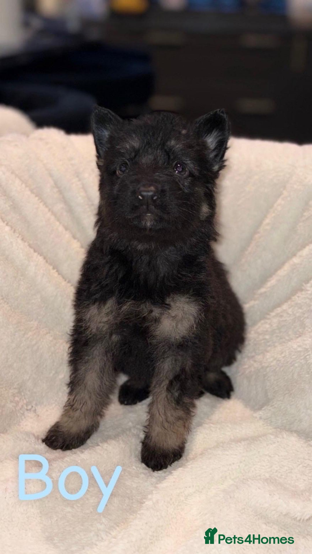 German Shepherd dogs for sale: 10 beautiful German shepherd puppies for sale  - Advert 10