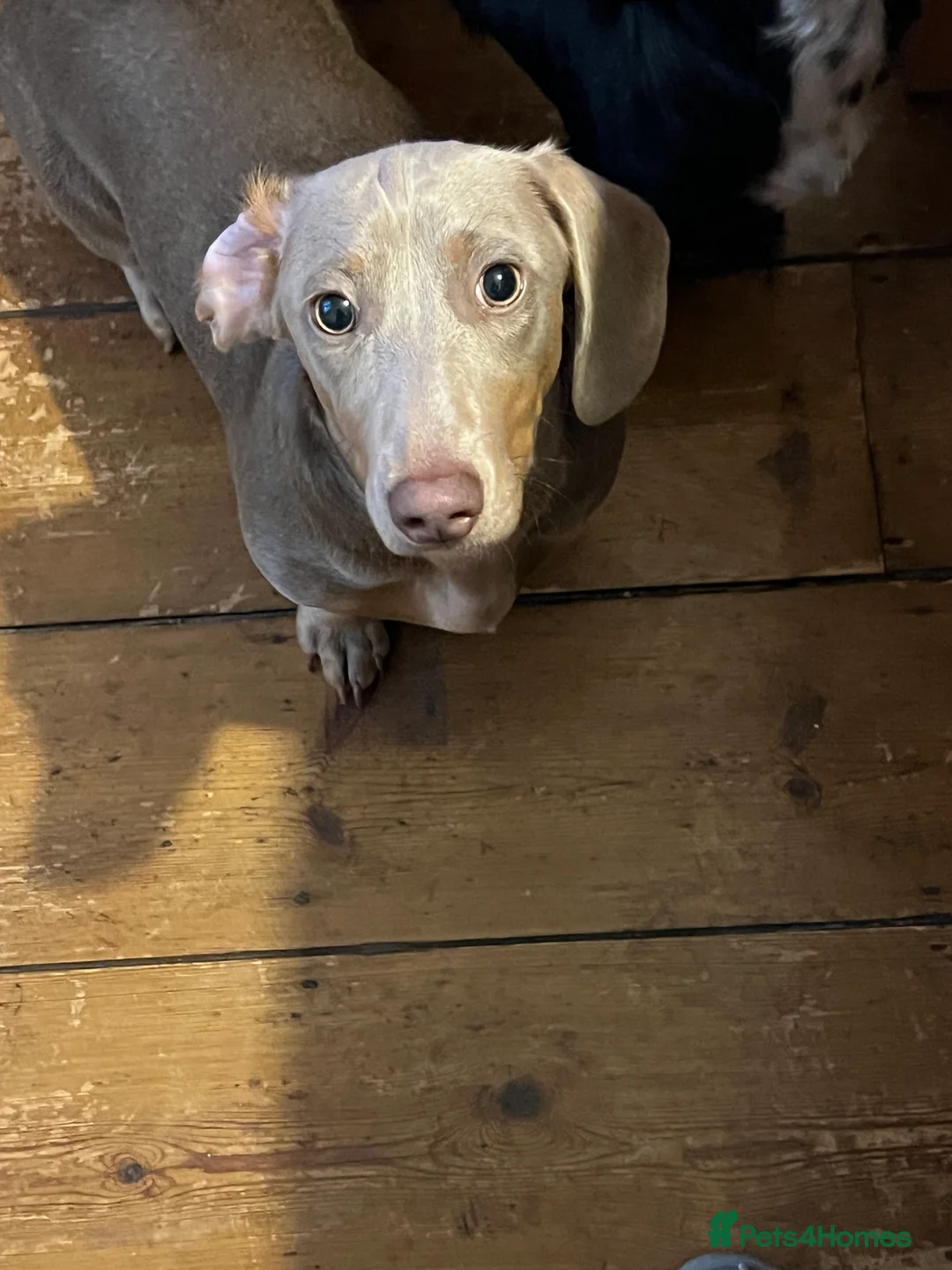 Deerhound dogs for sale: Standard dashound  - Advert 3